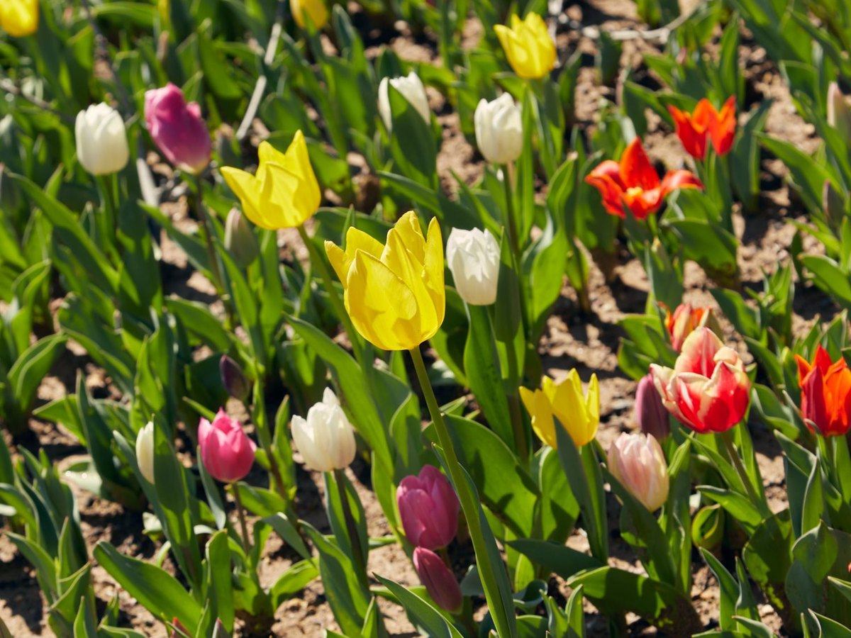 Landscaping & Garden Beds