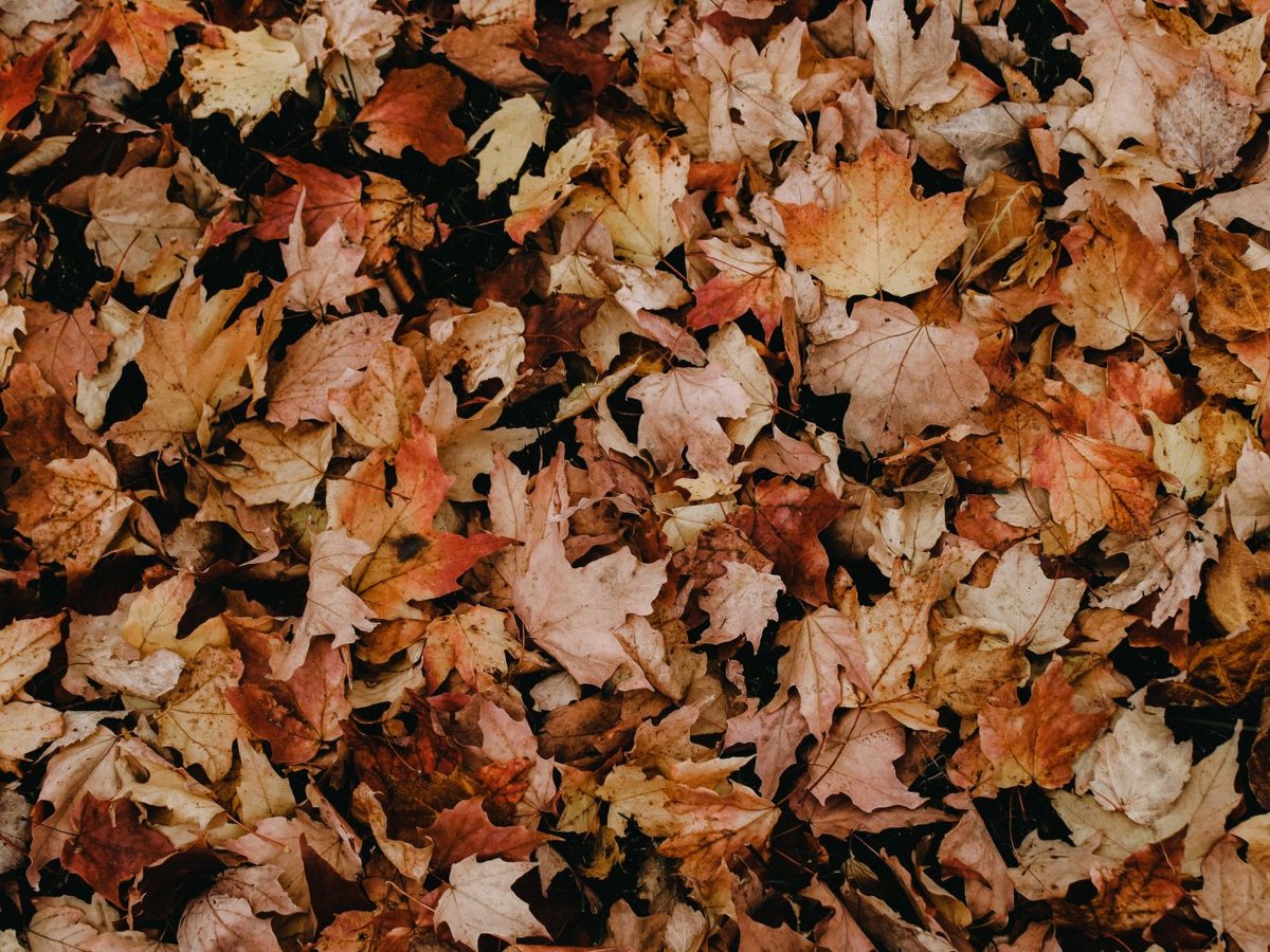 Spring & Fall Cleanup