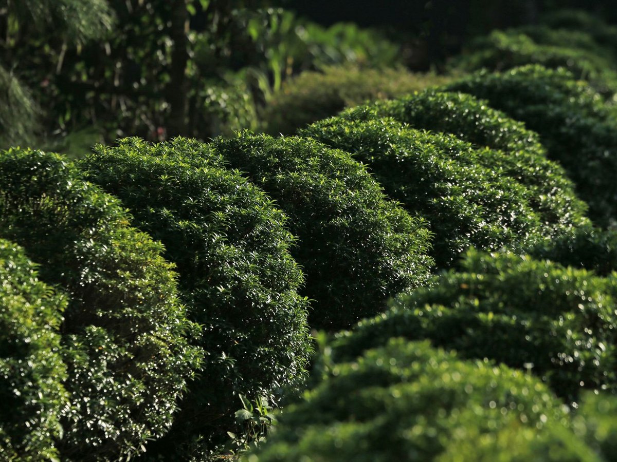 Tree & Shrub Trimming